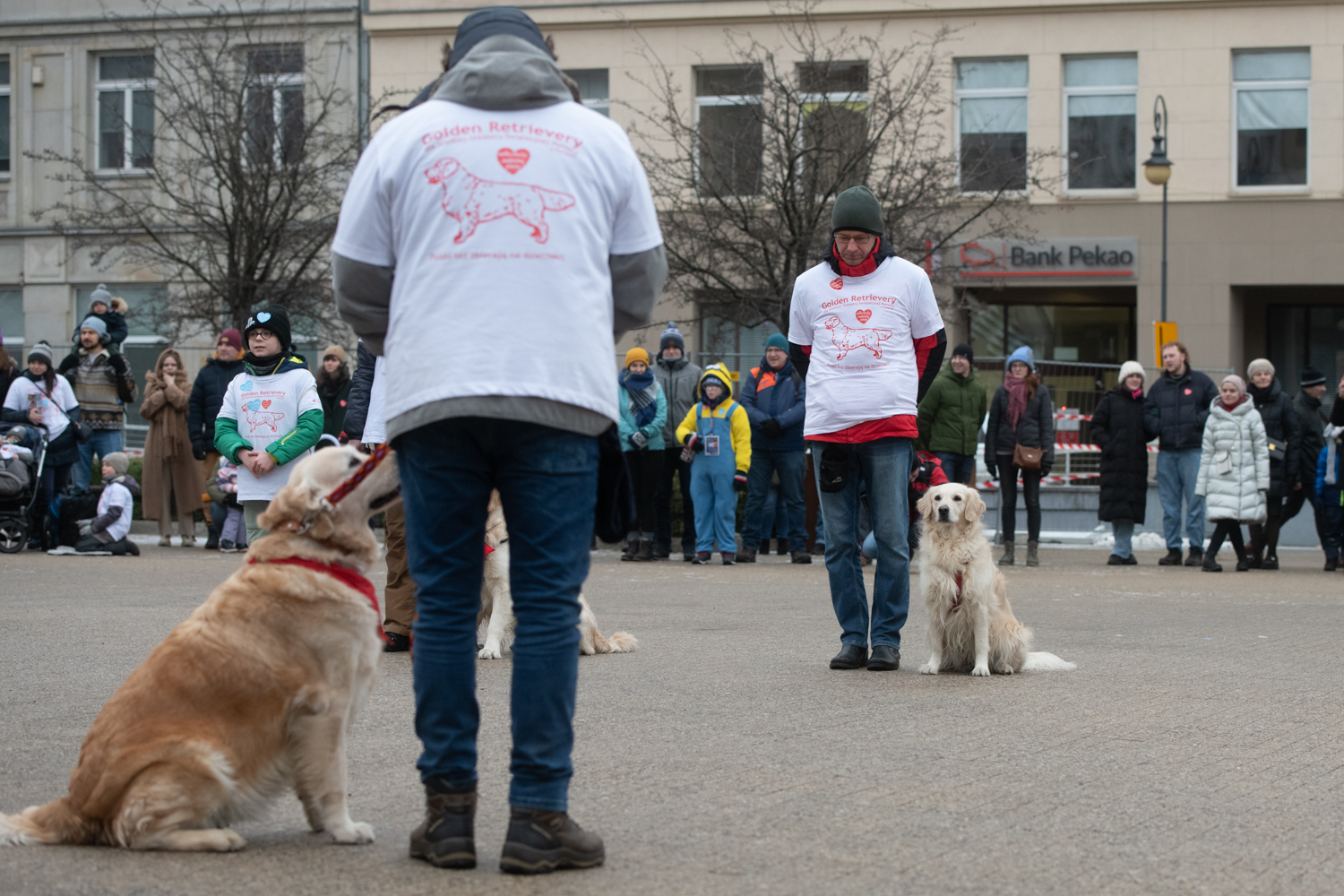 Zobacz psiaki, które zbierają na WOŚP