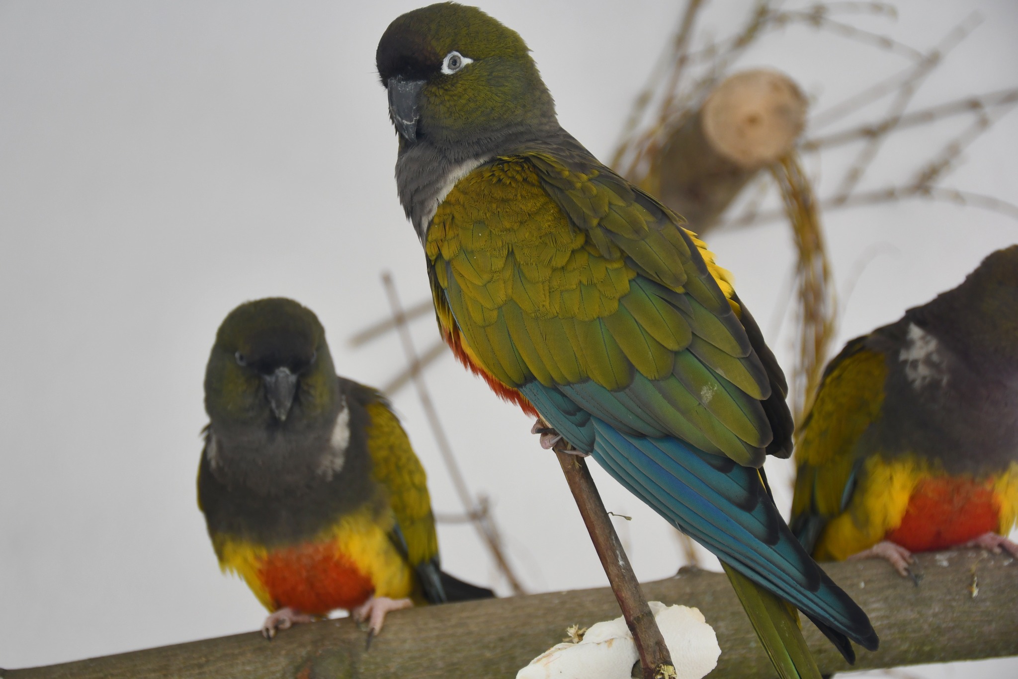 W Poznańskim ZOO powstał nowy pawilon. W nim wyjątkowy gatunek