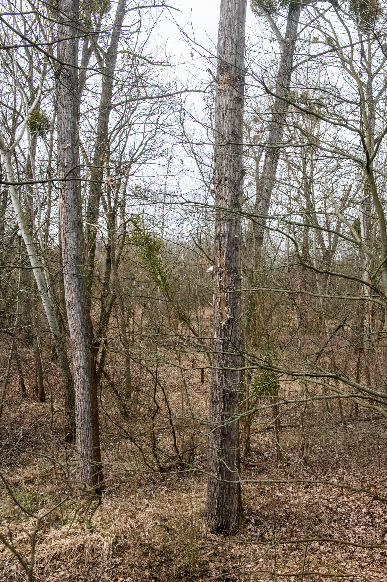 Koncepcja zakłada stworzenie leśnego pierścienia wokół Poznania (fot. Łukasz Gdak)