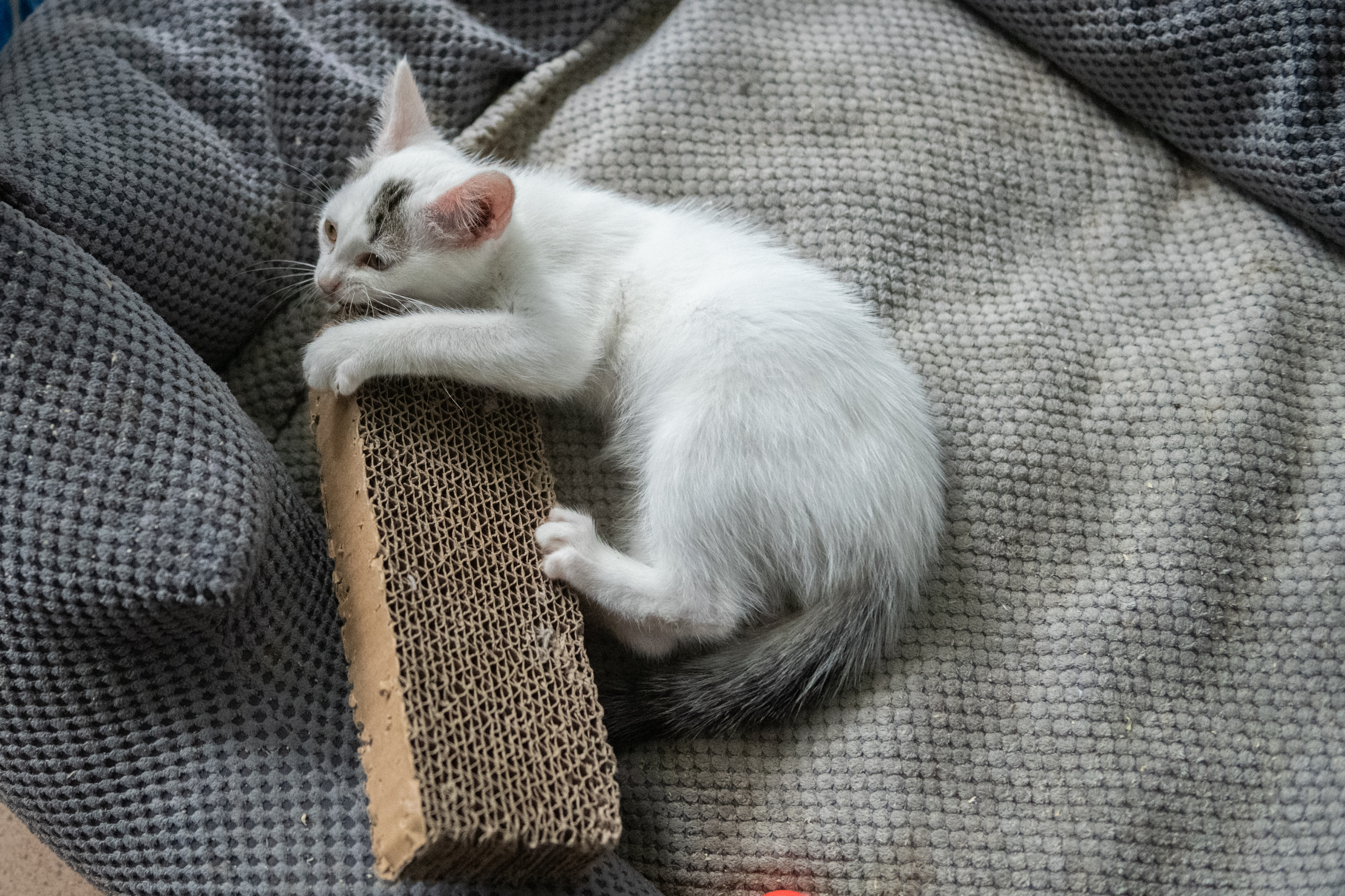 Spór o koty w poznańskim schronisku. Wolontariusze alarmują, placówka zaprzecza