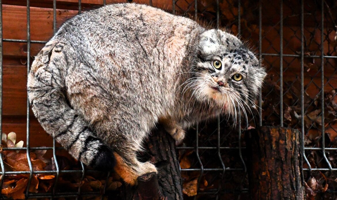 manul Magellan