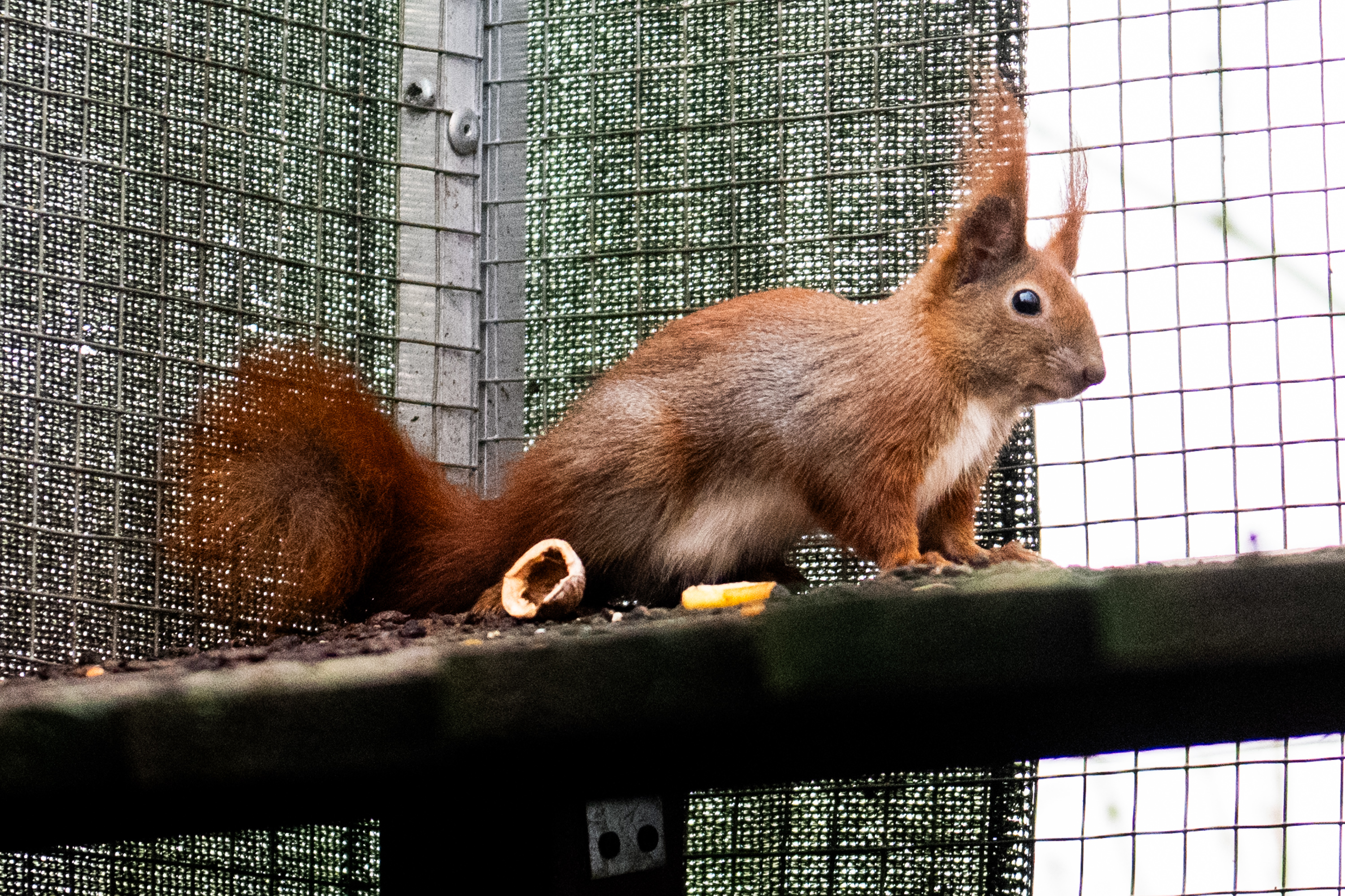 Tu ratują dzikie zwierzęta. „Nierzadko stajemy przed trudną decyzją” [DZIKI SOR ZDJĘCIA]