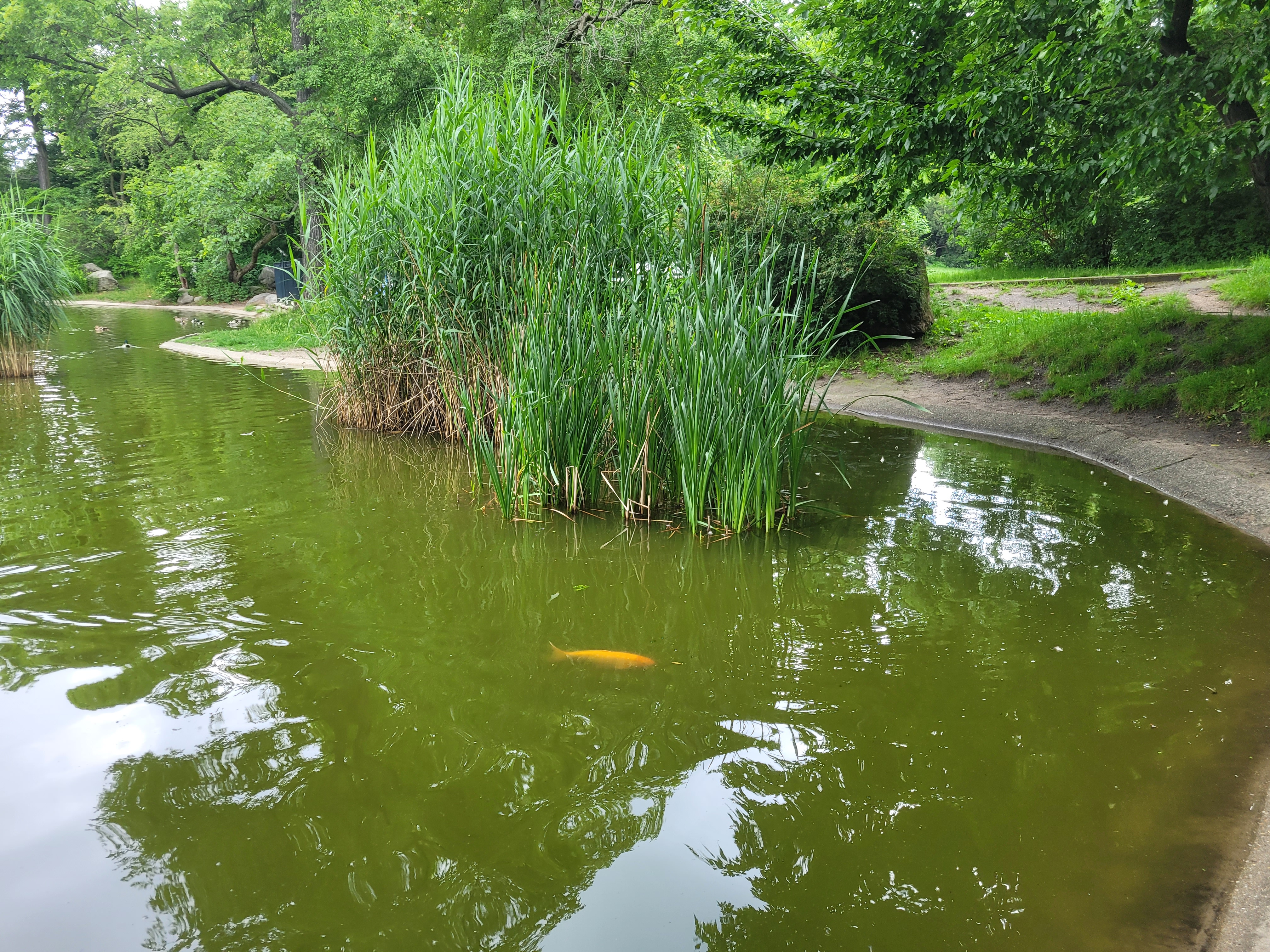 W stawach w Parku Wilsona znów pływają ryby. Są ogromne [FILM]