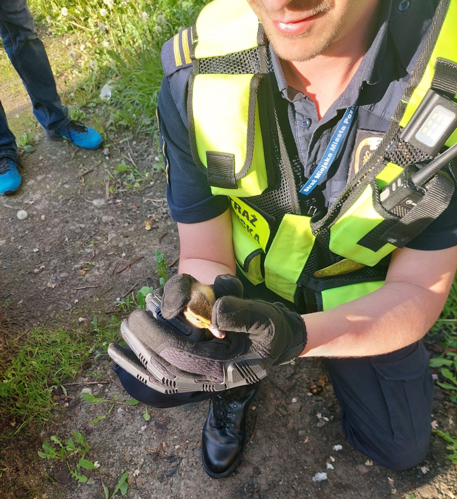 Ponad 3 tys. zgłoszeń dotyczących zwierząt. Straż miejska ma ręce pełne roboty