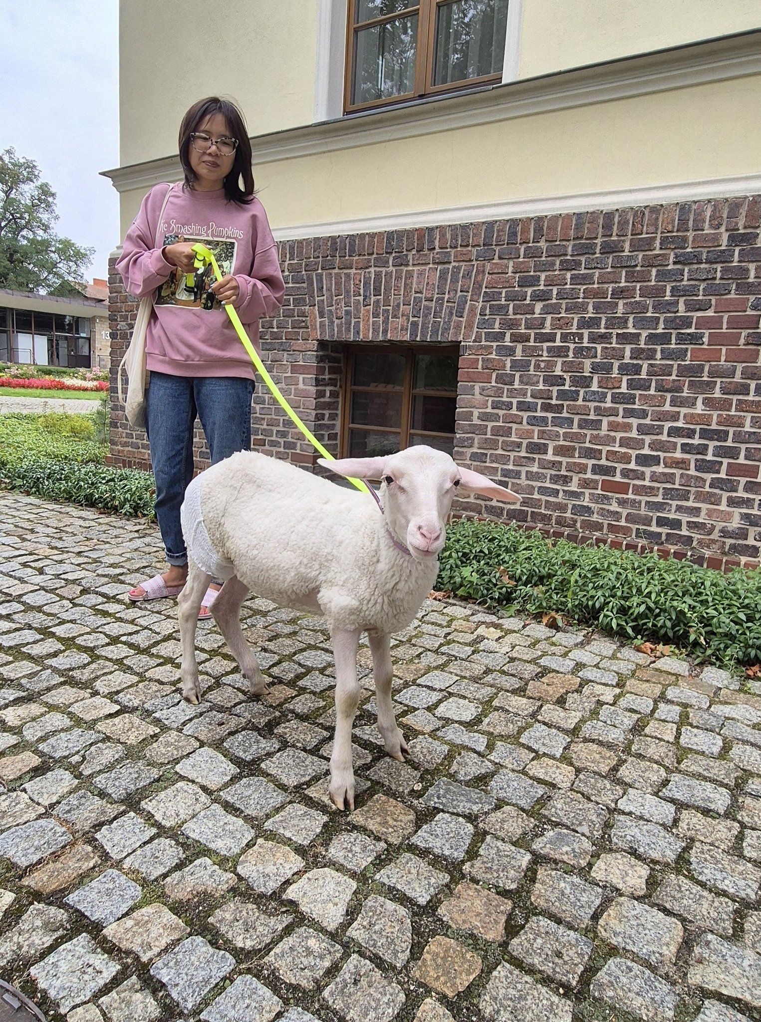 Owca w majtkach i na smyczy zwiedzała Muzeum w Szreniawie