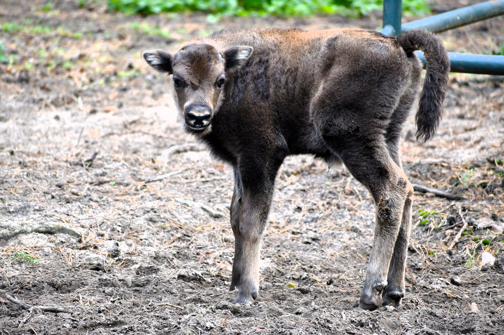 Niezwykłe narodziny w poznańskim zoo. Na świat przyszło zwierzę zagrożone wyginięciem [ZDJĘCIA]