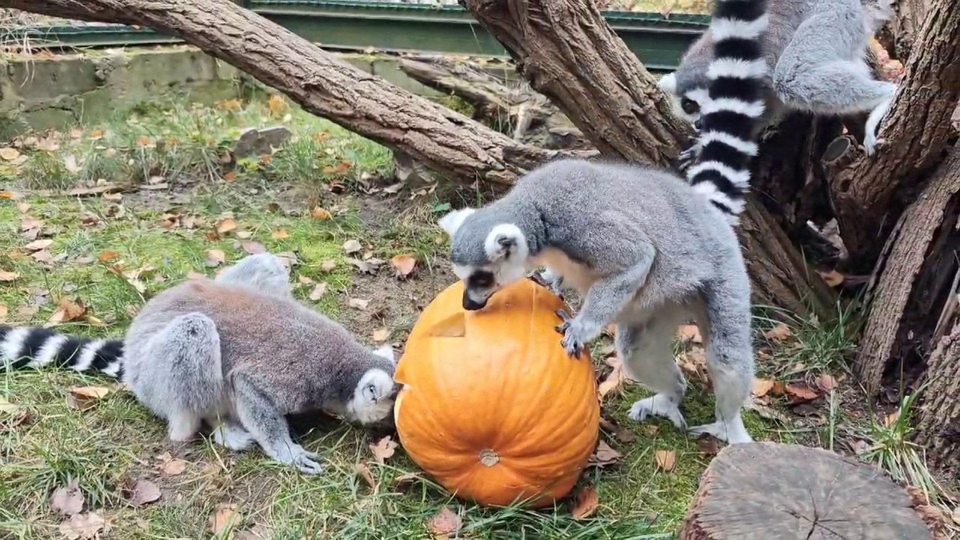 Studenci dla zwierzaków. Zorganizowali mieszkańcom Zoo mikołajki