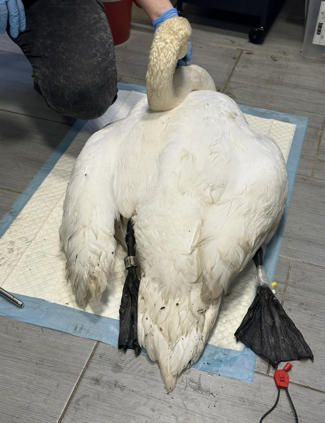 Jeden z chorych łabędzi z Parku Sołackiego padł. Drugi powoli wraca do zdrowia