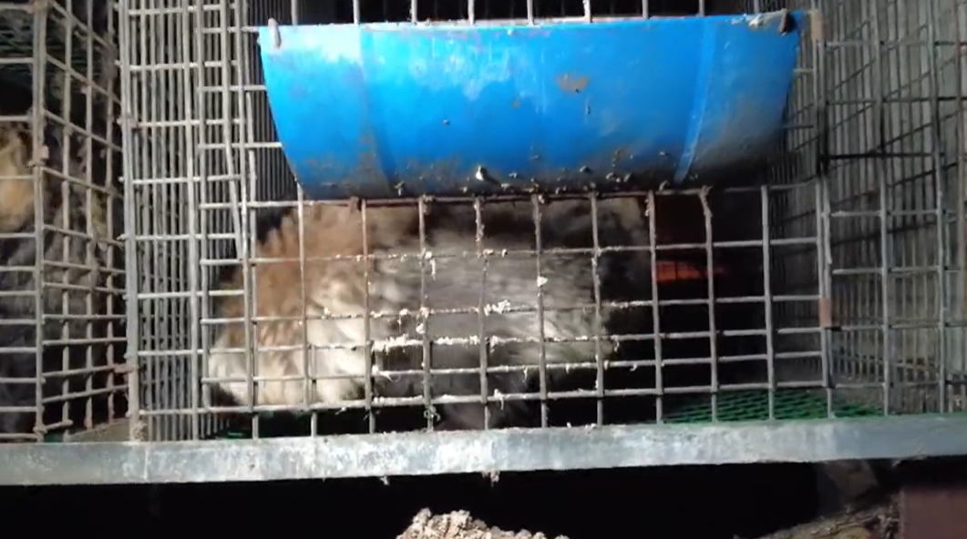 Hodowczyni lisów z Wielkopolski skazana za znęcanie się nad zwierzętami. Przyznała się do winy