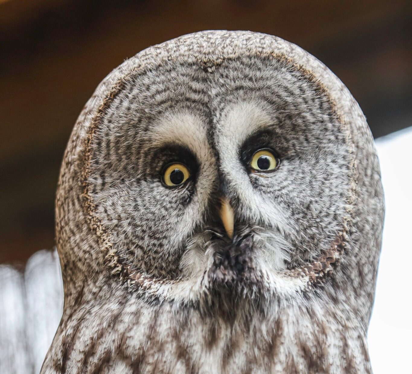 Od niedawna mieszka w poznańskim zoo. Imię mogą nadać mu poznaniacy