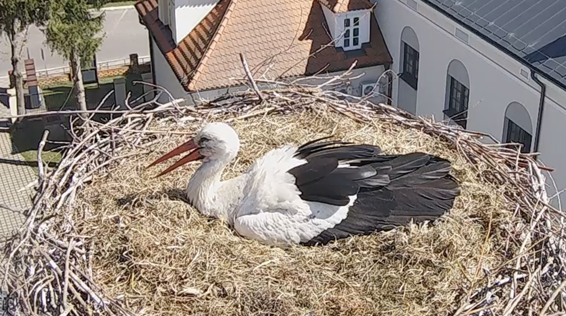 Wielkanocny cud w Przygodzicach. Bocian zniósł pierwsze jajo