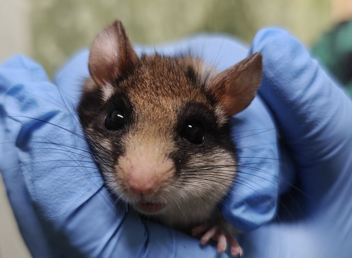 Mała podróżniczka z wielką historią. Żaklin już w pawilonie zoo