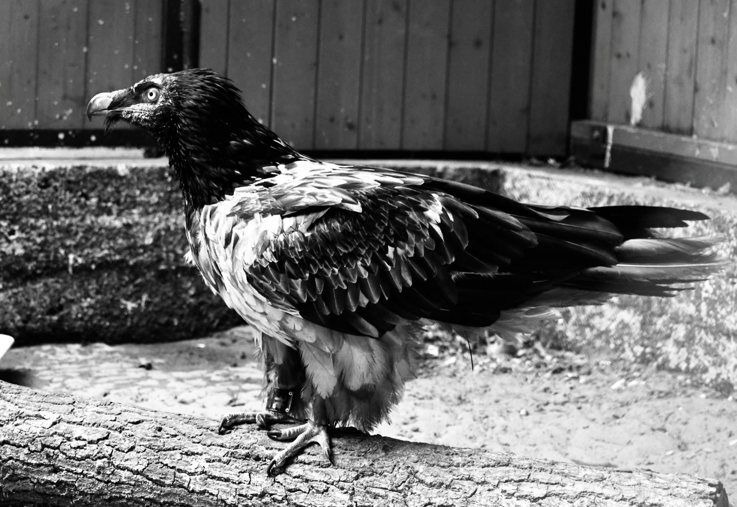 Doleciał do Poznania i zaglądał przez okna. Nie żyje