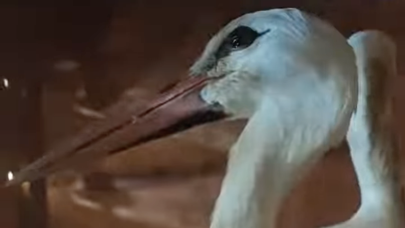 Wróciły do natury. 3 bociany po zimie w poznańskim ZOO znów latają wolne