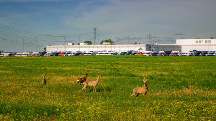 To farma fotowoltaiczna. Tu sarny i pszczoły czują się znakomicie