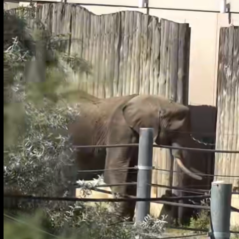 Po zniszczeniach na wybiegu dla słoni nie ma śladu. Ninio przetestował nowe ogrodzenie