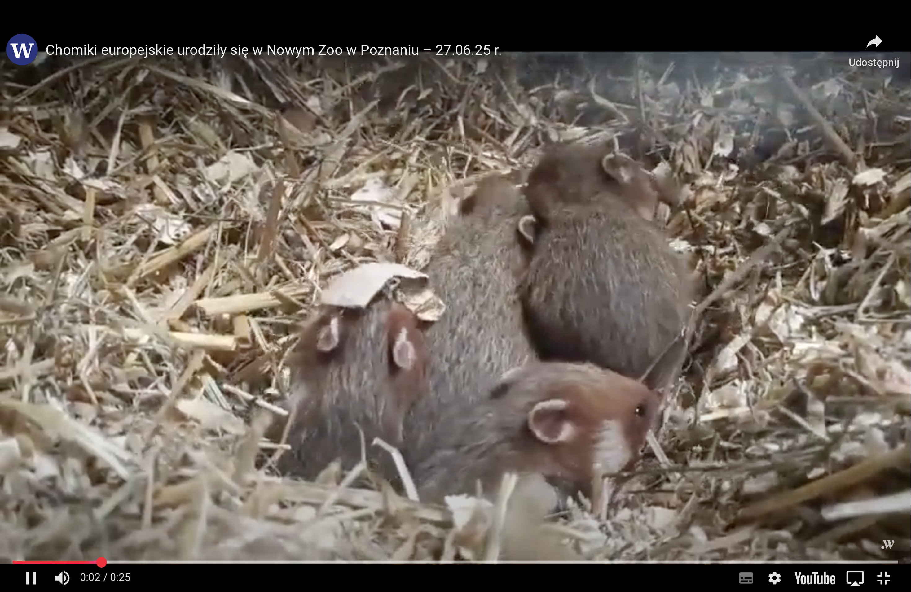 Są ginącym gatunkiem, ale właśnie urodziły się w Nowym Zoo [FILM]