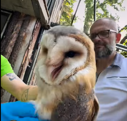 Przynosiły listy z Hogwartu. Wylądowały w Poznaniu