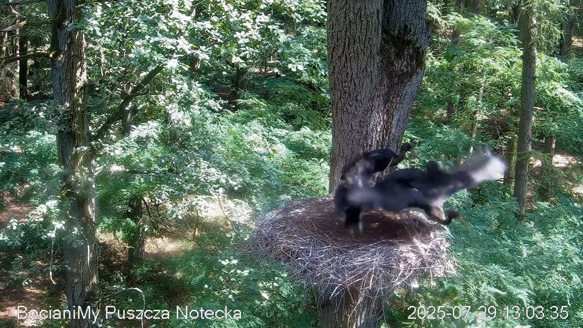 Ktoś bezmyślnie spłoszył młode bociany czarne. Same bez pomocy matki mogą nie przetrwać [FILM]