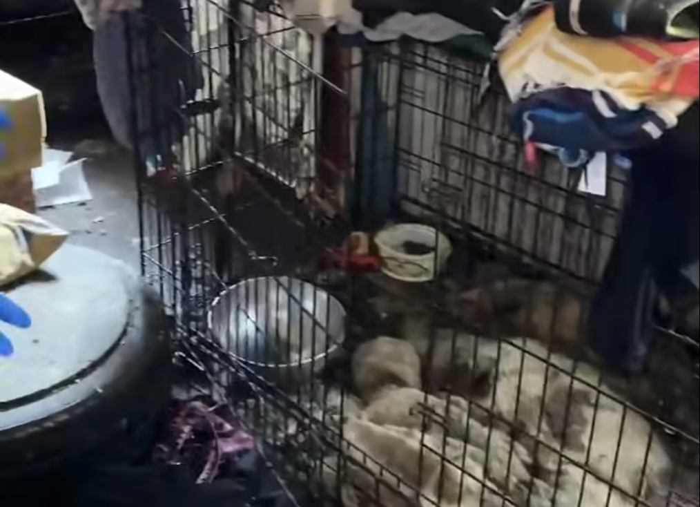 Poznańska behawiorystka zwierząt trzymała psy w okropnych warunkach [NAGRANIE]