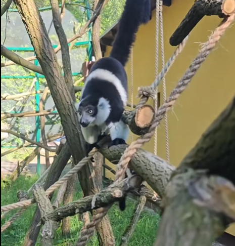 Są czarno-białe i urocze. Mogą wyginąć. Schronienie znalazły w Poznaniu