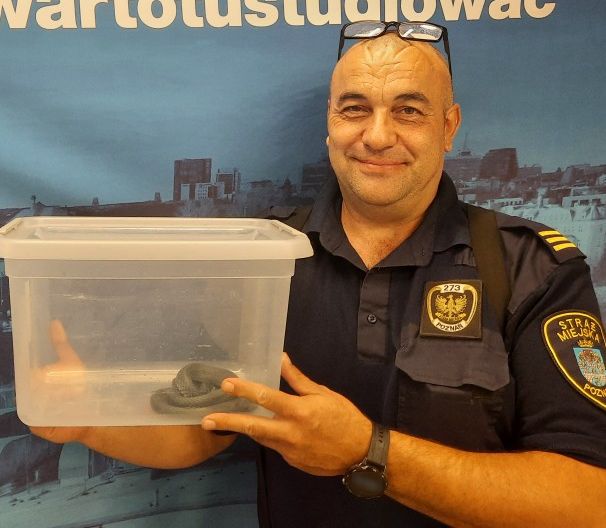 Wiadomość o wężu w centrum miasta, postawiła strażników miejskich na równe nogi