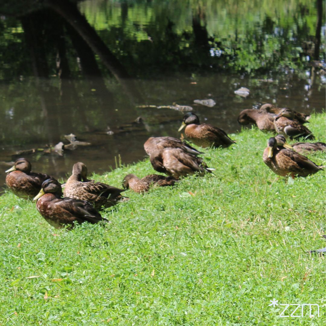 Nie róbcie tego w parku. Dzięki temu będziemy cieszyć się widokiem mandarynek