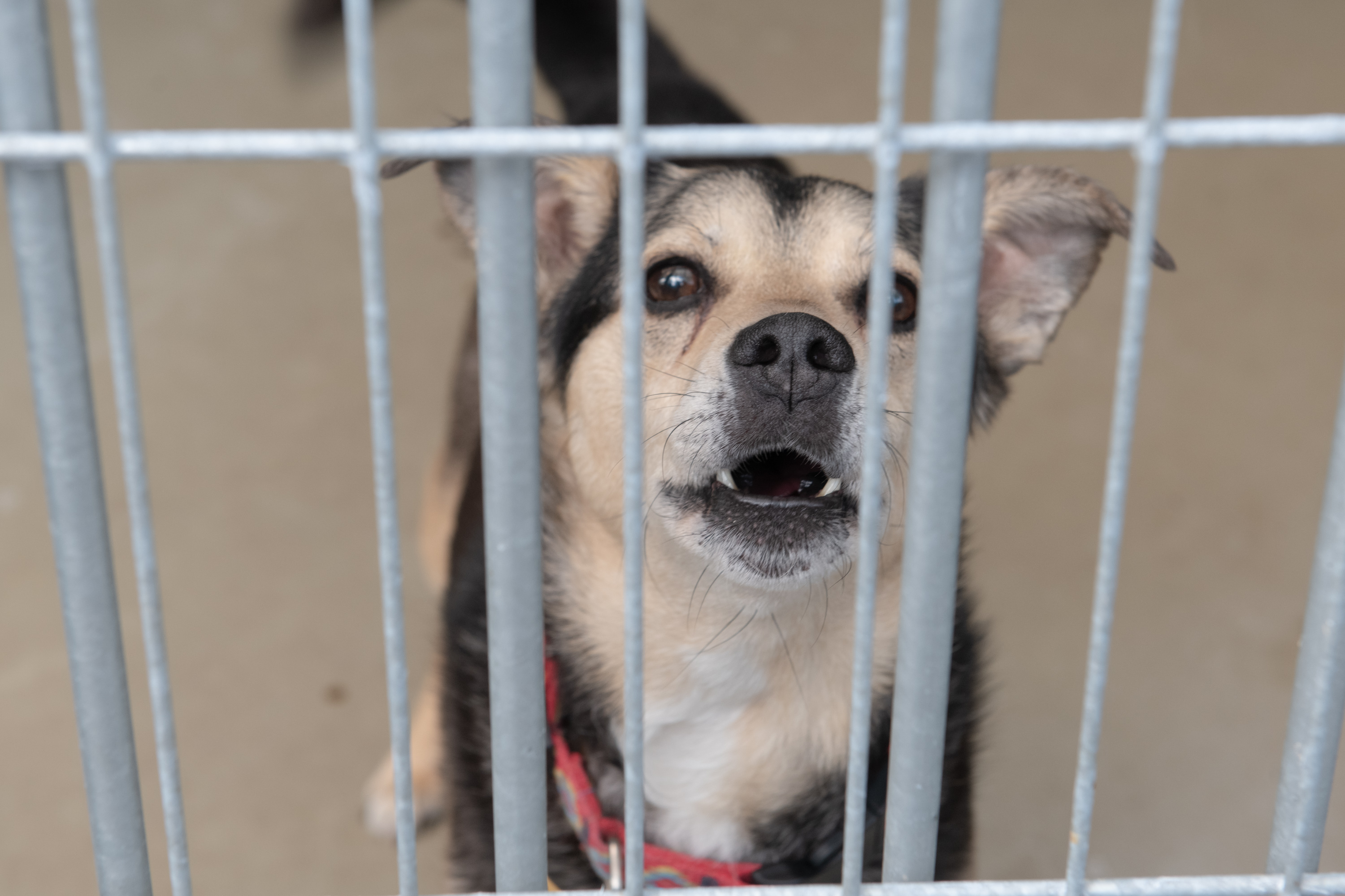 Przyjaciela nie trzyma się na uwięzi. Co zmieni ustawa łańcuchowa?
