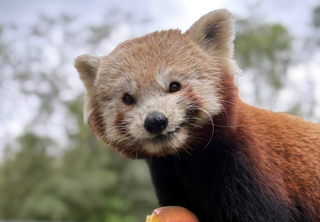 Rude święto w zoo. Pandki mają dziś swój dzień