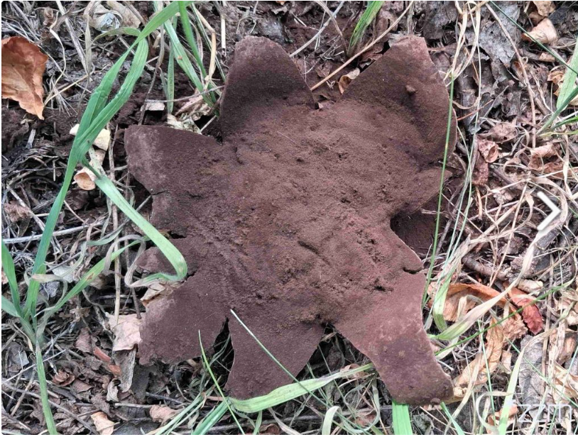 Gwiazda wśród grzybów. Rzadki gatunek pojawił się w centrum miasta