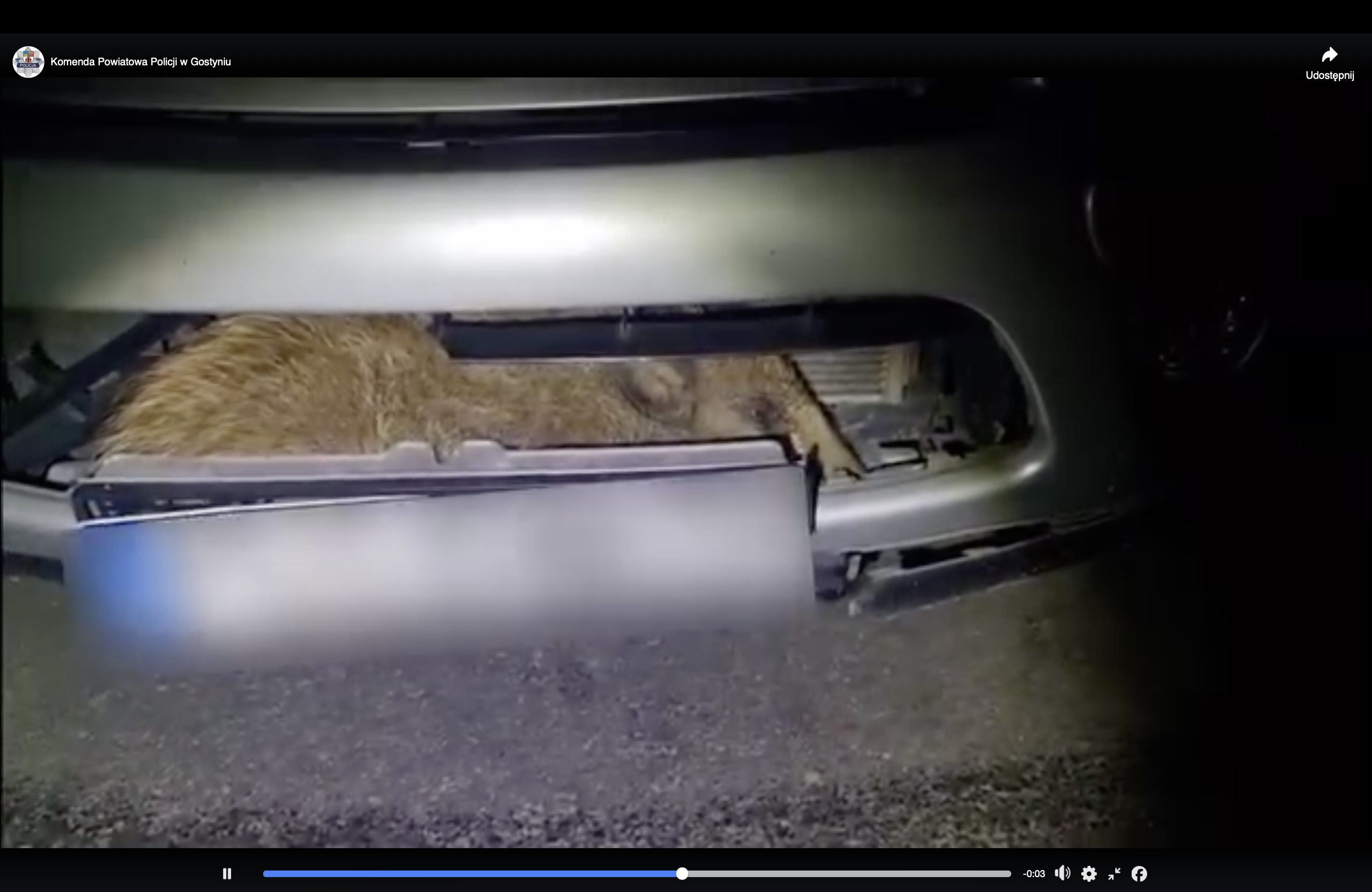 Tego jeszcze nie widzieliście. Dzik pod maską samochodu. Tak z nim jechała [FILM]