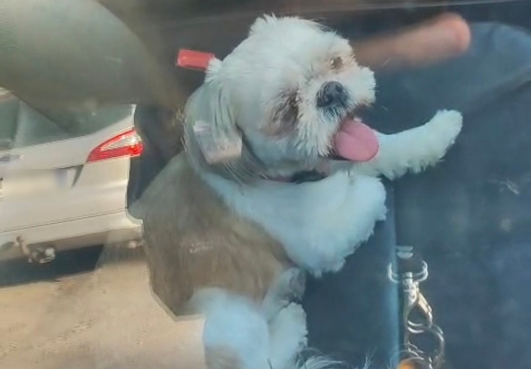 Zostawił psa w nagrzanym aucie. Pomoc przyszła w ostatniej chwili