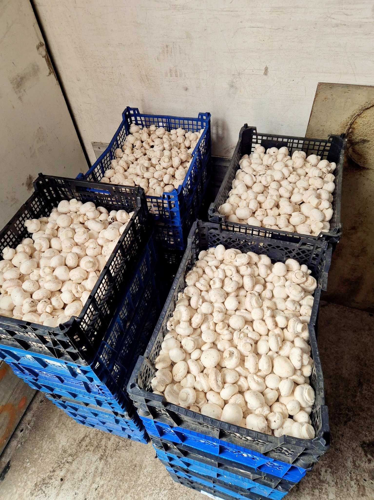 Stali przed wizją bankructwa. Z pomocą właścicielom pieczarkarni przyszli poznaniacy