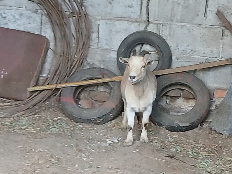 Wybiera się do Pacanowa? Poznańska koza zbiegła z „aresztu”