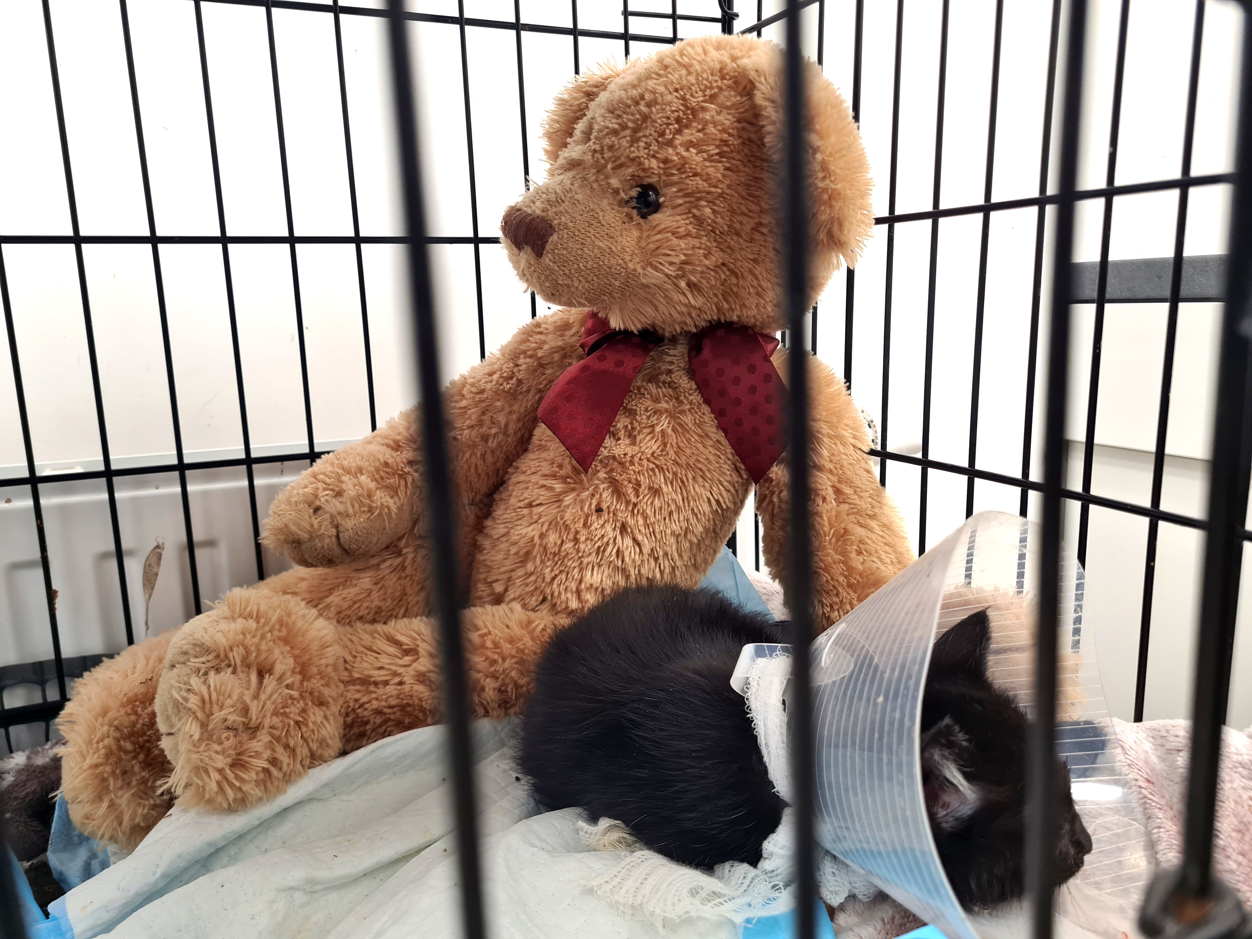 „Najtrudniej pogodzić się z tym, jacy są ludzie”. Ciężki los porzuconych zwierząt