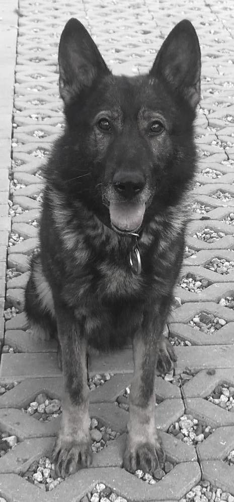 Odszedł Bons. Wyjątkowy pies poznańskiej policji służył przez dziewięć lat