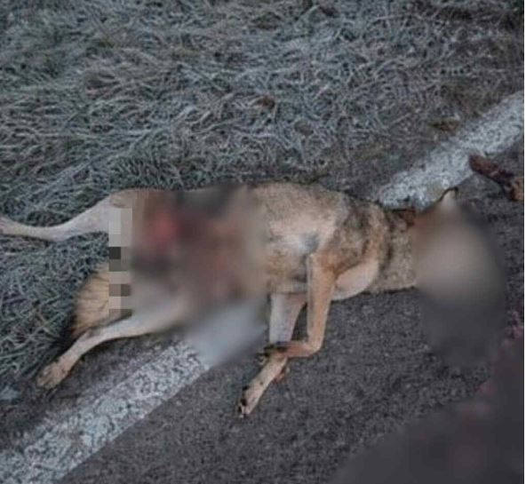 Dwa wilki zginęły na drodze. Leśnicy proszą o ostrożność