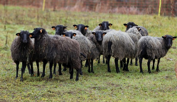 Becząc mają pomagać. Pierwszy taki projekt w Polsce