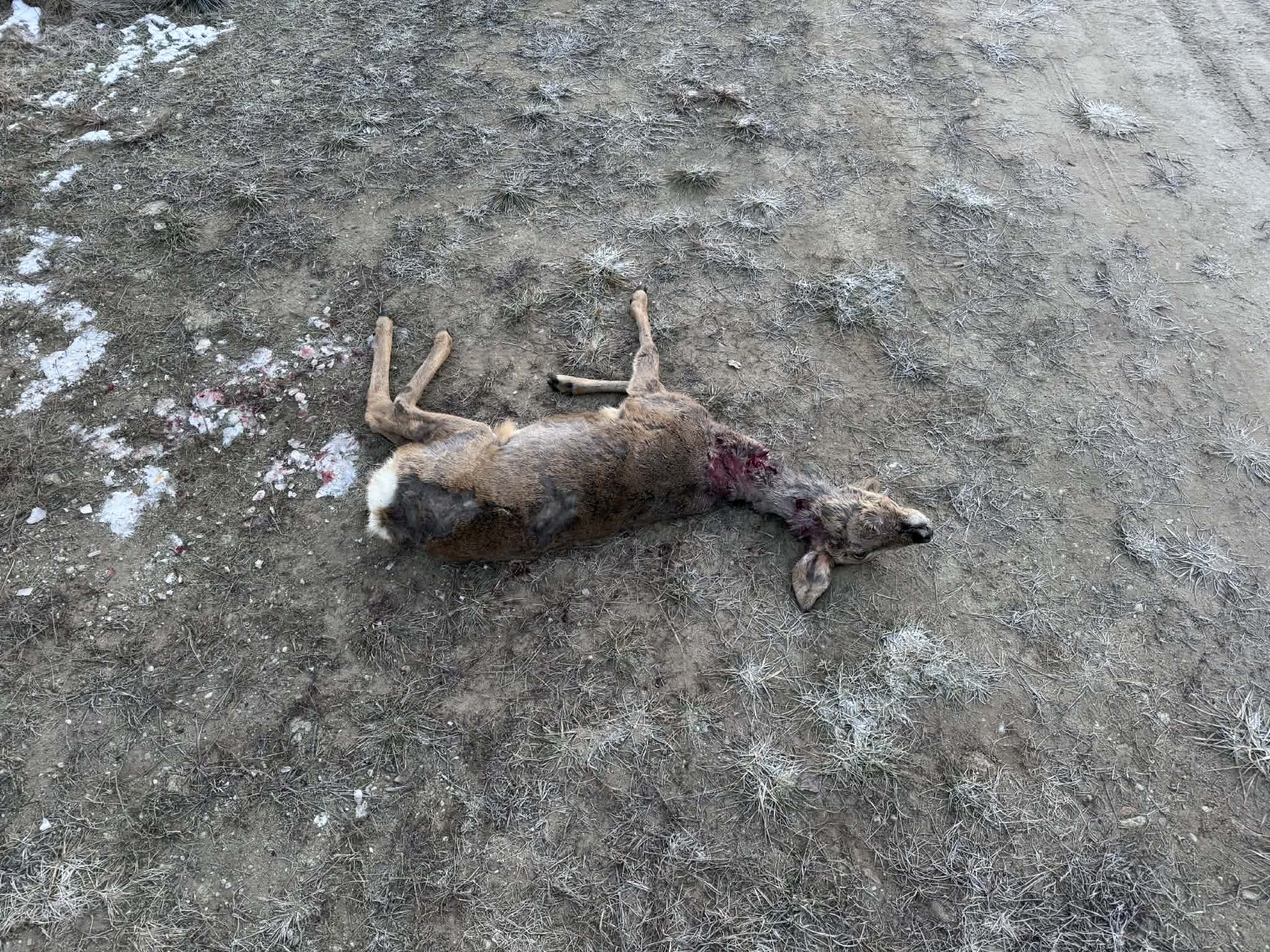 Psy zagryzły sarnę. Po naszej interwencji policjanci szukają właściciela