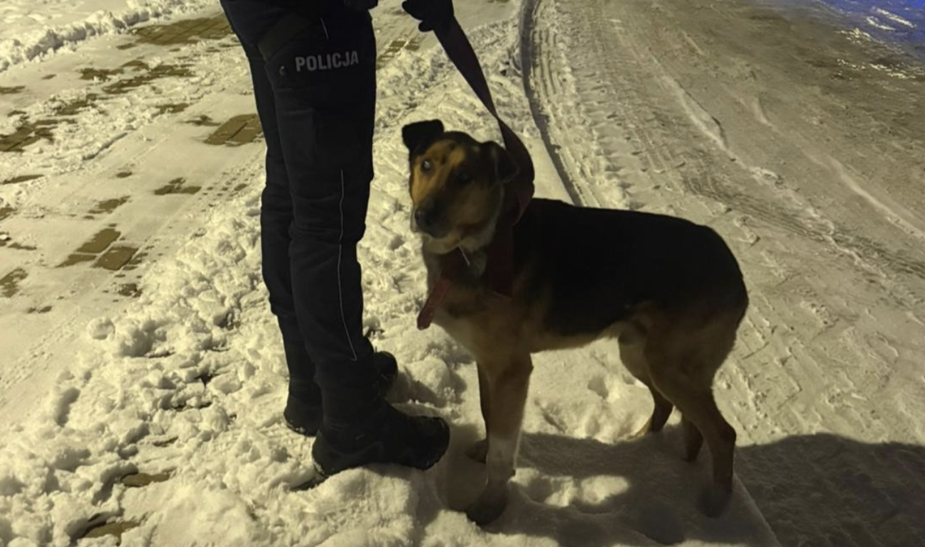 Porzucony i częściowo niewidomy pies biegał po ruchliwej drodze