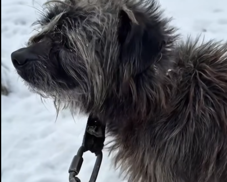Przykuty do łańcucha, głodny i bez schronienia przed mrozem