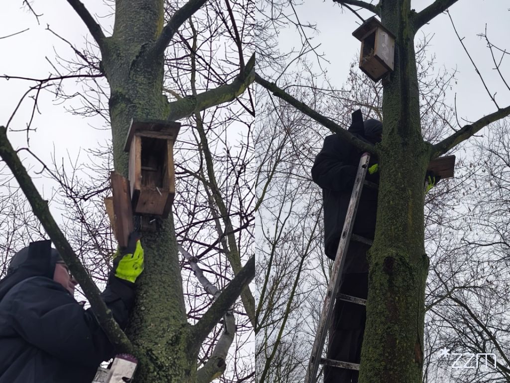 Nowe domki dla ptaków w środku miasta