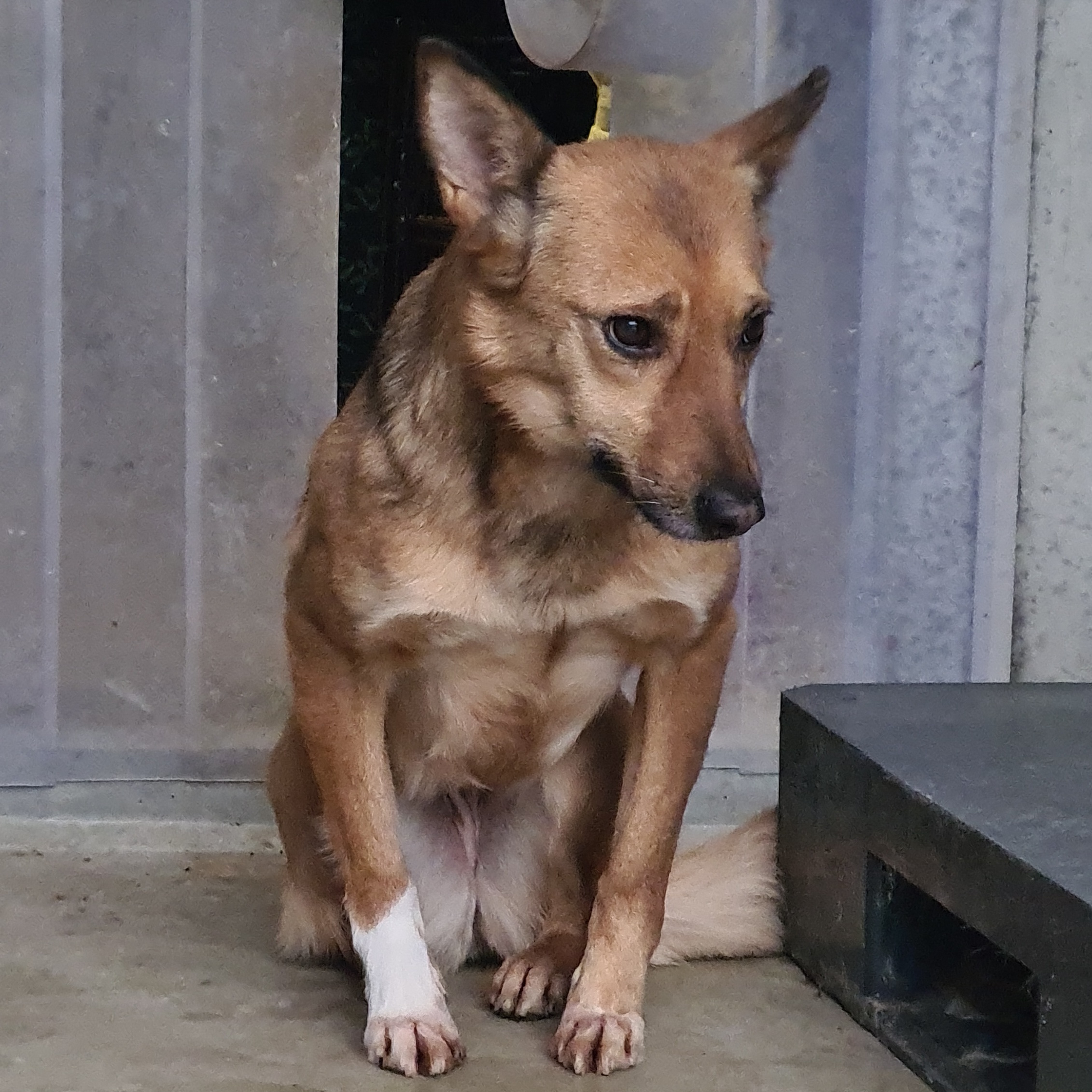 Psy z Sobolewa w poznańskim schronisku. W jakim są stanie?