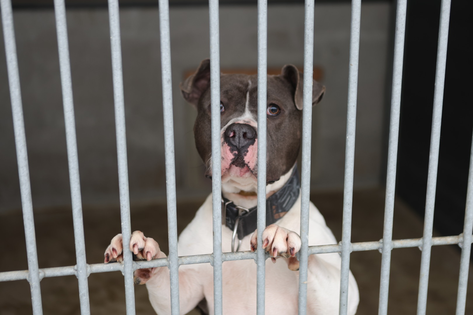 Seria ataków agresywnego psa. Policja odebrała amstaffa właścicielce