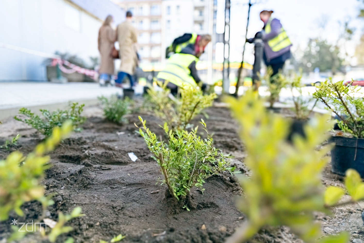 Najpierw chodnik, teraz zieleń. Pięknieje ulica Gajowa
