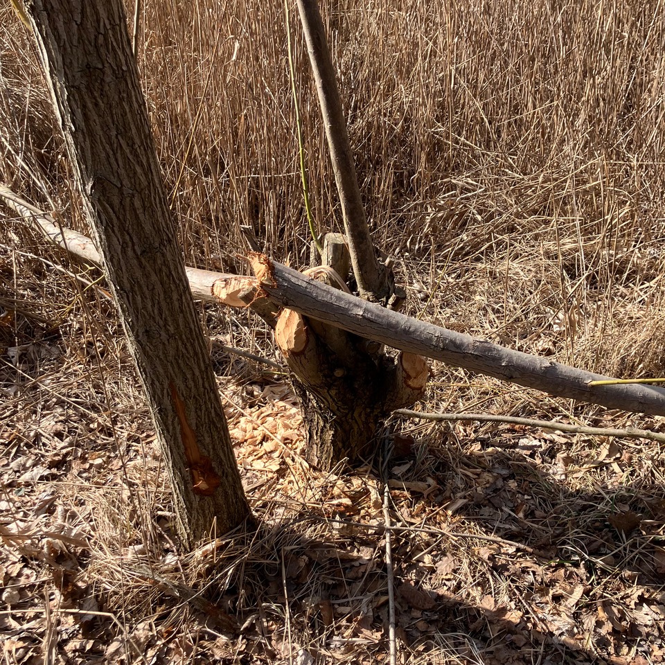 Ścinają drzewa w całym Poznaniu i nie można się ich pozbyć