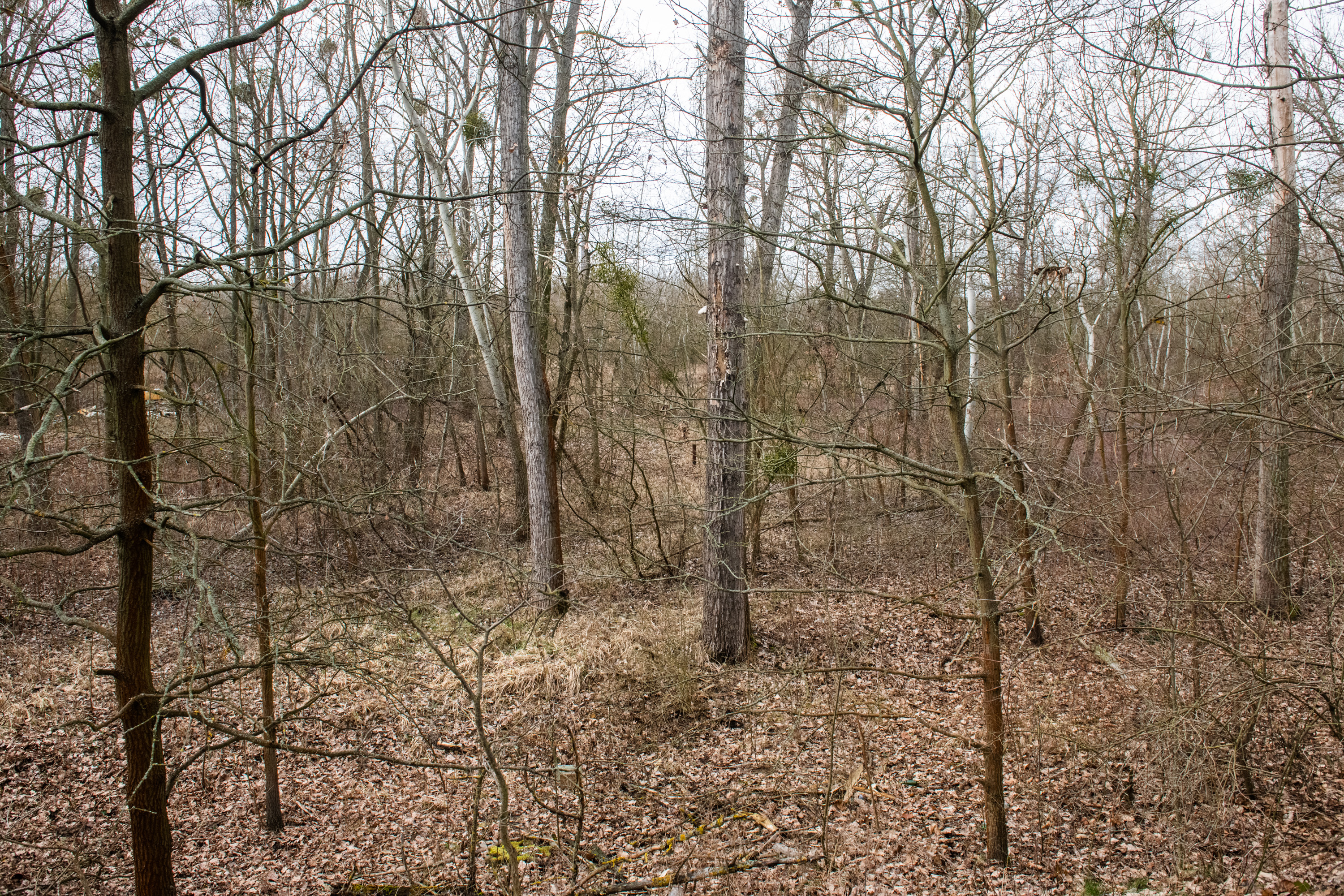 Śmiertelny wypadek podczas prac w lesie. Spadli z wysięgnika
