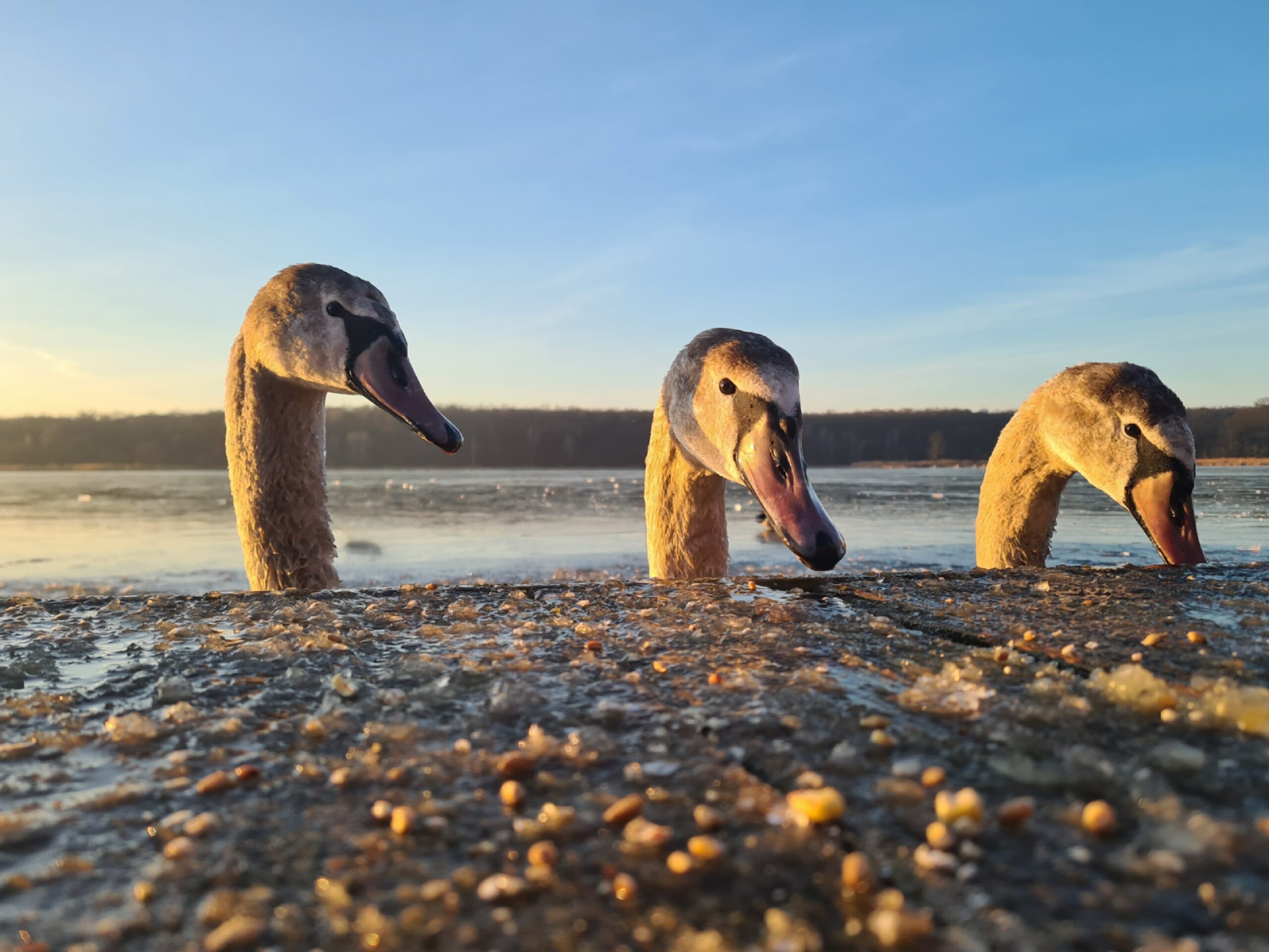 Jakie są, każdy widzi. Mają swoje święto