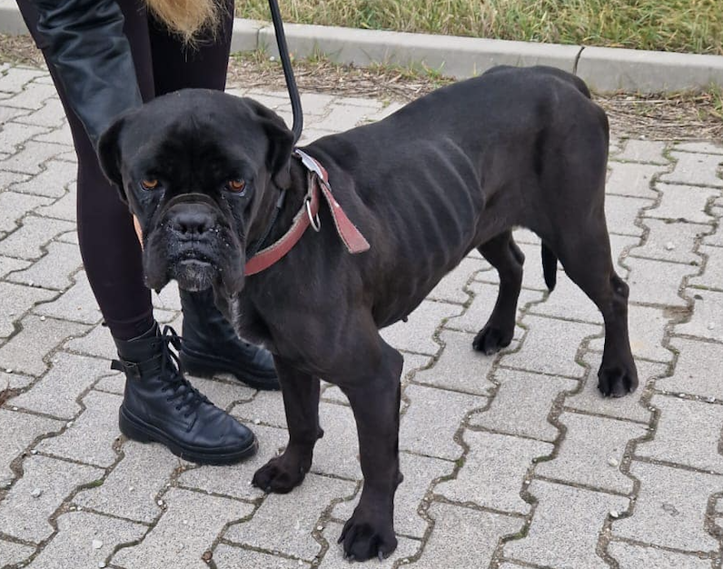 Jest prawomocny wyrok w sprawie zagłodzonego psa. “Sprawiedliwość zwyciężyła”