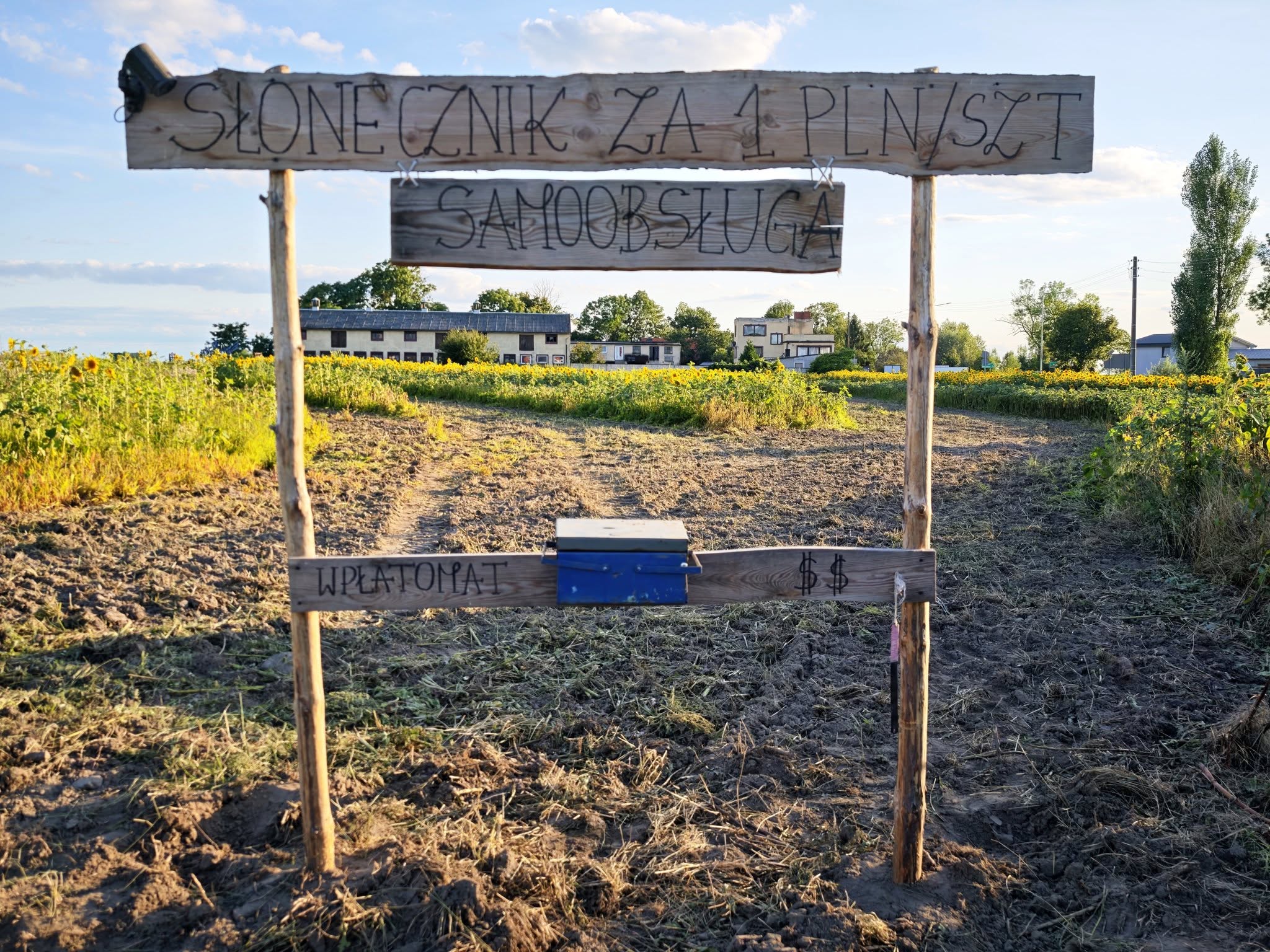 Słonecznikowy wpłatomat. Nowa atrakcja w Buku